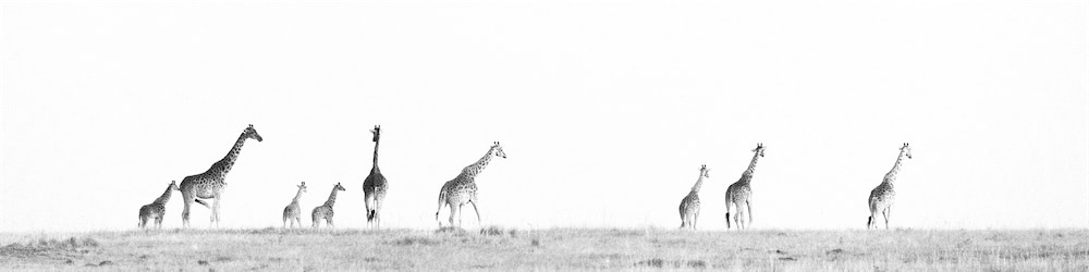 Photo of In The Wild Safari #25