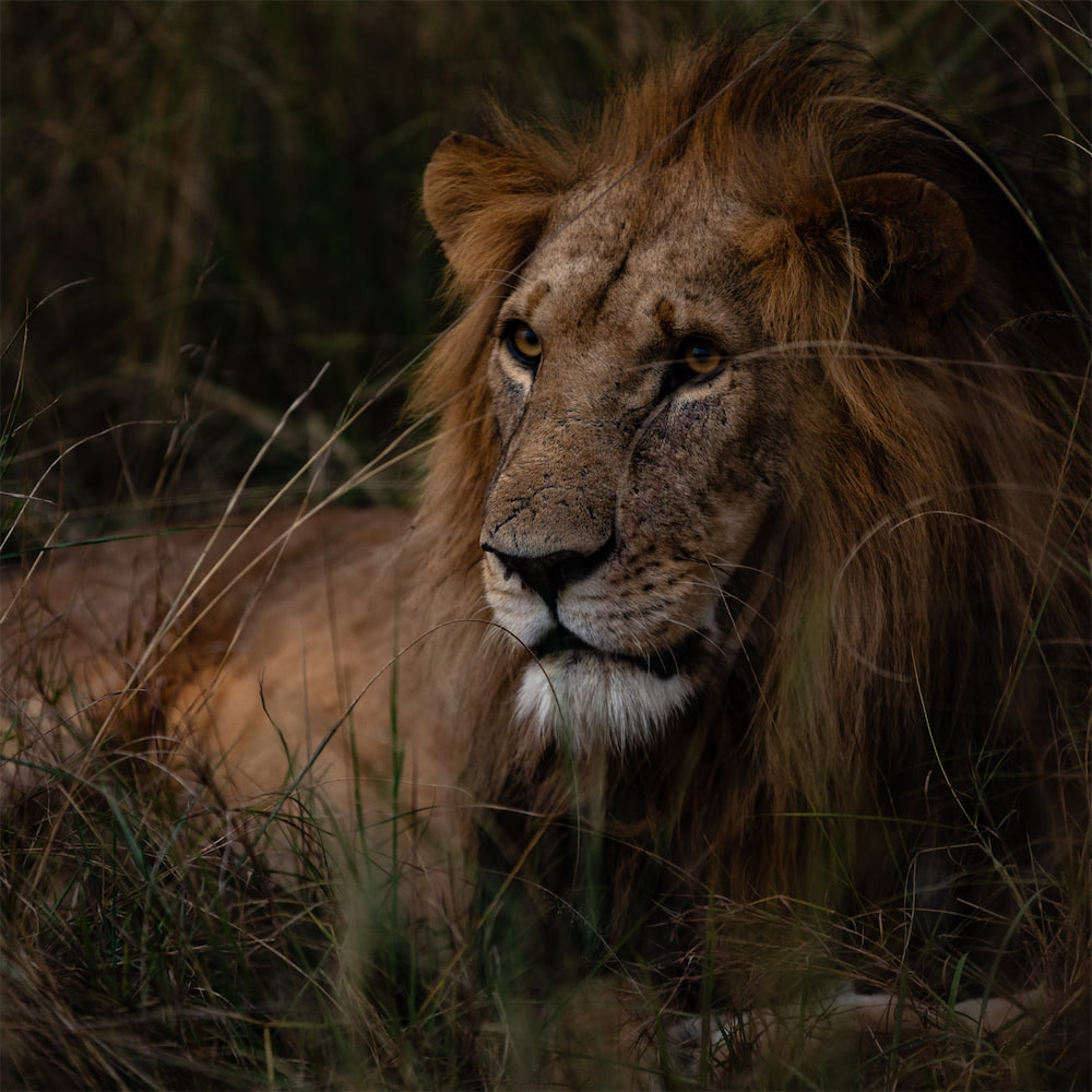 Photo of In The Wild Safari #85